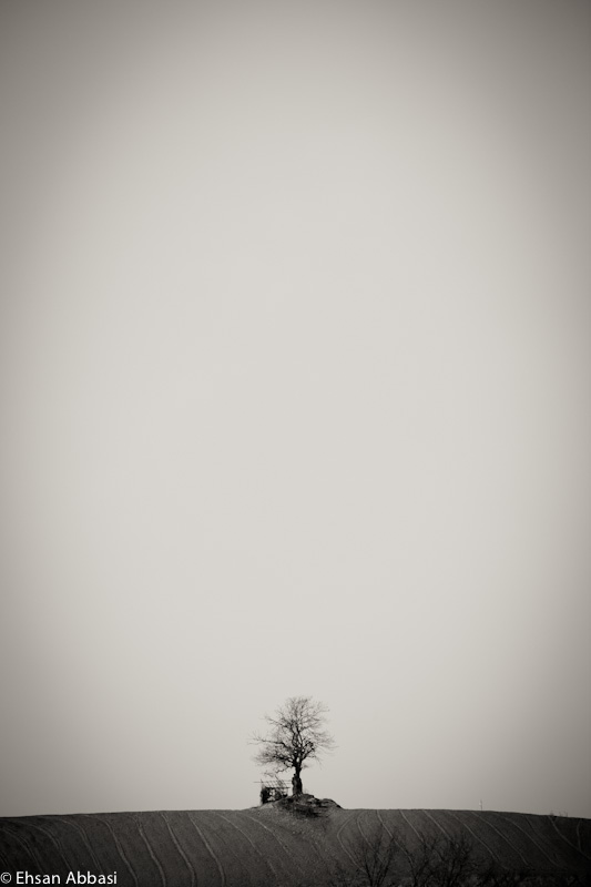 A Single Tree